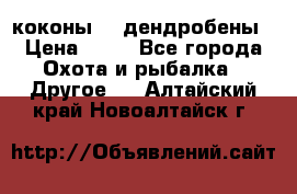 коконы    дендробены › Цена ­ 25 - Все города Охота и рыбалка » Другое   . Алтайский край,Новоалтайск г.